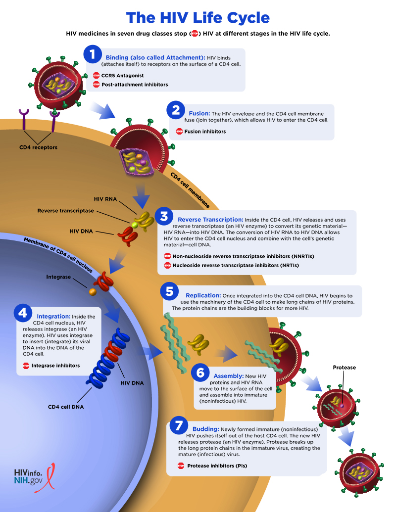 Replikasi HIV